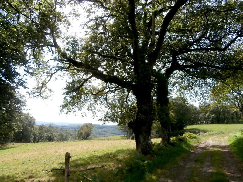 Randonnée Circuit des Grammonts — Peyrat-le-Château
