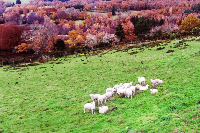 Randonnée Landes et Tourbières — Gioux
