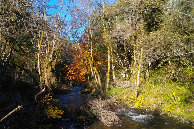 Randonnée A la naissance du Chavanon · Laroche-près-Feyt