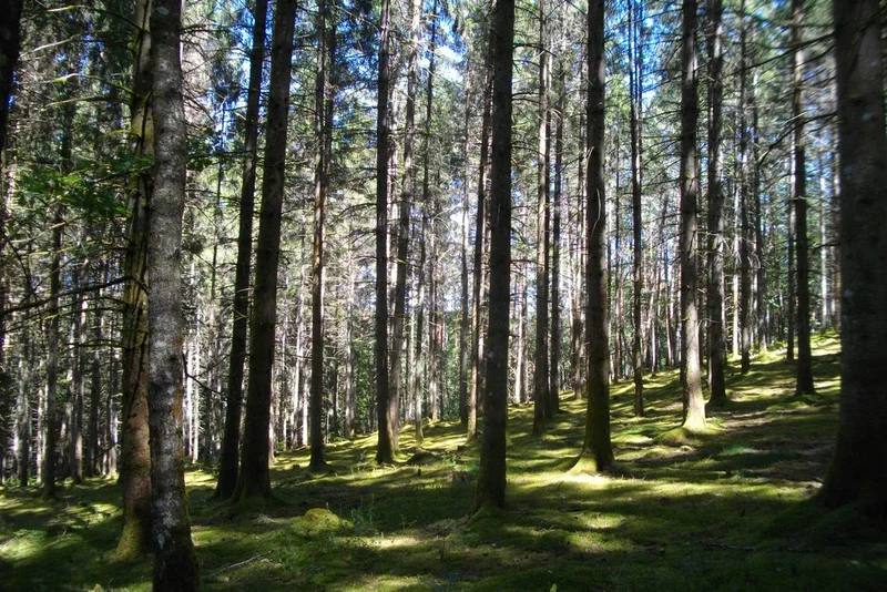 Randonnée Au cœur de la forêt corrézienne · Palisse