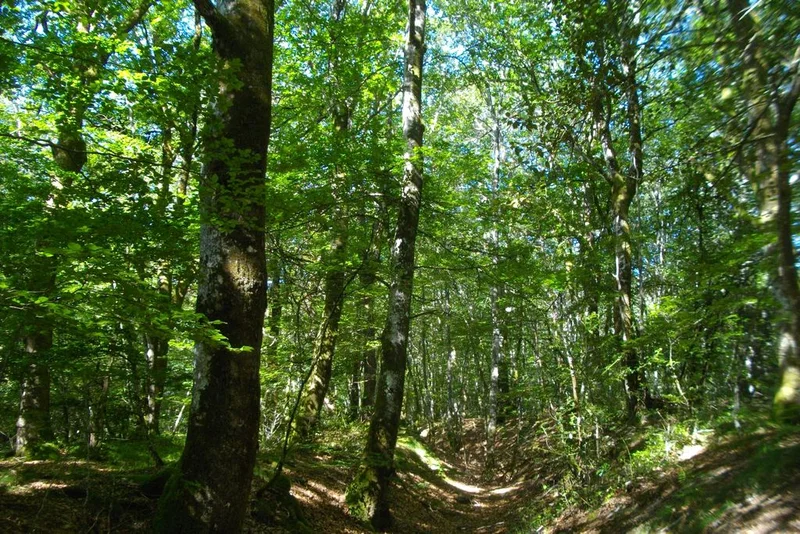 Randonnée Circuit du Peux des Faux — Saint-Oradoux-de-Chirouze