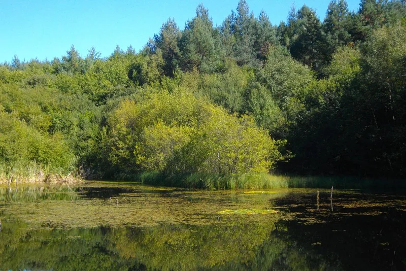 Randonnée Découverte de la forêt — Neuvic