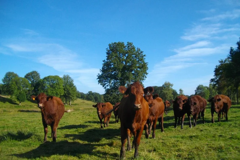 Randonnée Au cœur du Pays Vert · Saint-Bonnet-près-Bort