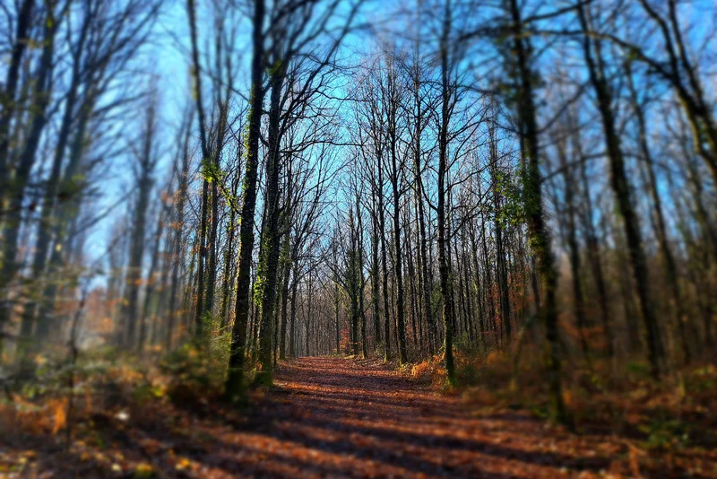 Randonnée Forêt Domaniale — Saint-Sornin-Lavolps