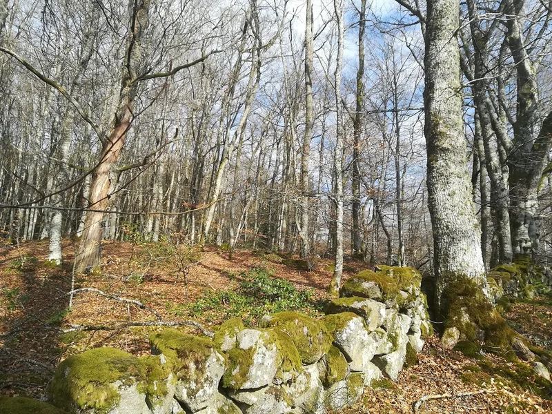 Randonnée Sentier découverte ONF — Saint-Pardoux-d'Arnet