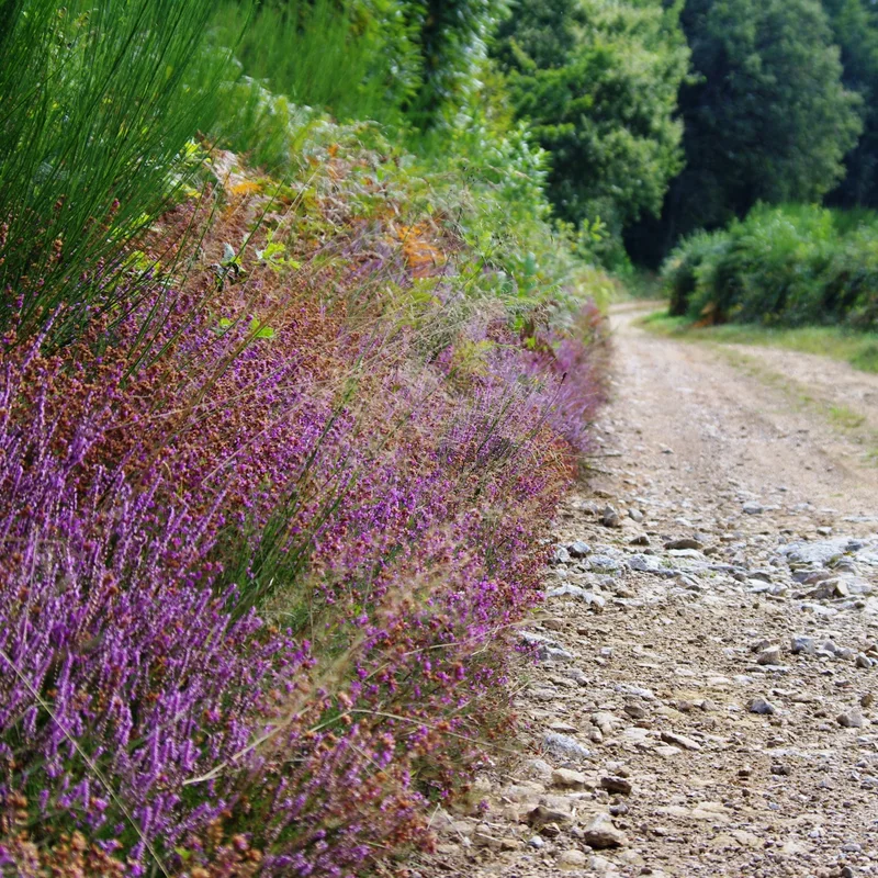 Randonnée Boucle Entre Combade et Briance du GR® de Pays Monts et Barrages en Limousin — Châteauneuf-la-Forêt