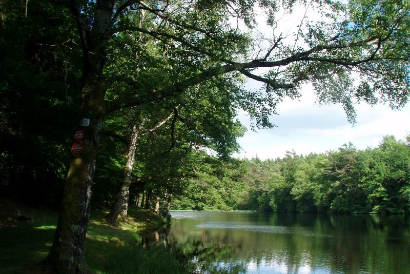 VTT Le Bois de Tempêtier — Bugeat