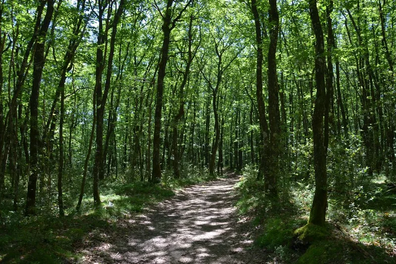 VTT La Forêt de Mirambel - Circuit court — Sornac
