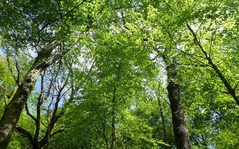 Randonnée Bois de Bénéjacq — Bénéjacq