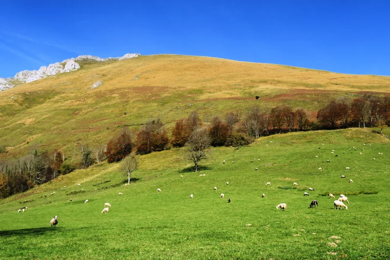 Randonnée N°7 Aspe - Col de Laünde — Lourdios-Ichère
