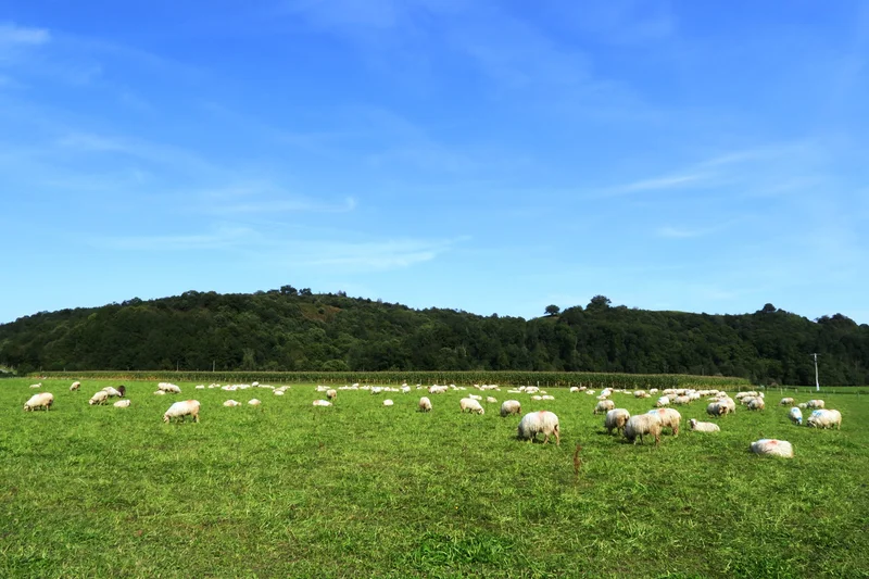 Randonnée N°8 Pantières — Lanne-en-Barétous