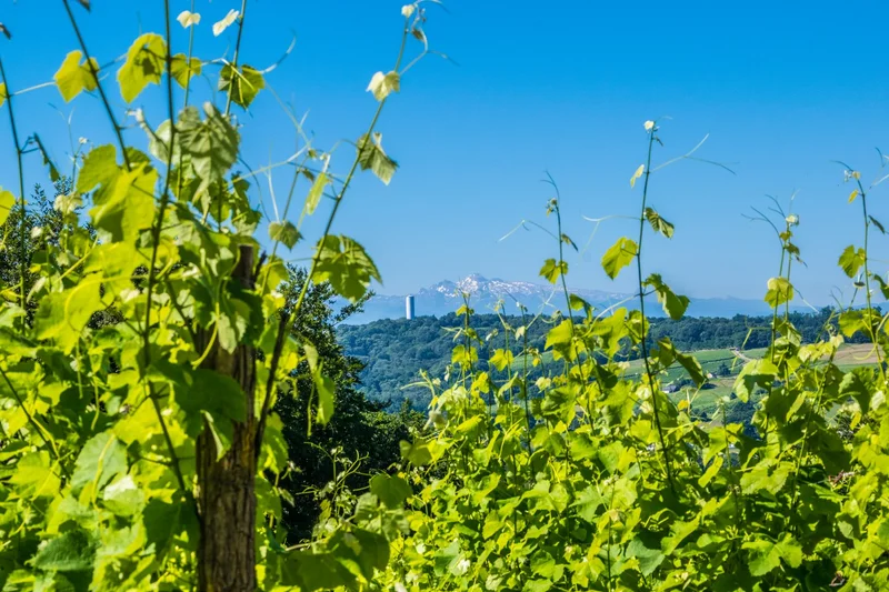 Randonnée Arbus - Les coteaux du bois de bas — Arbus