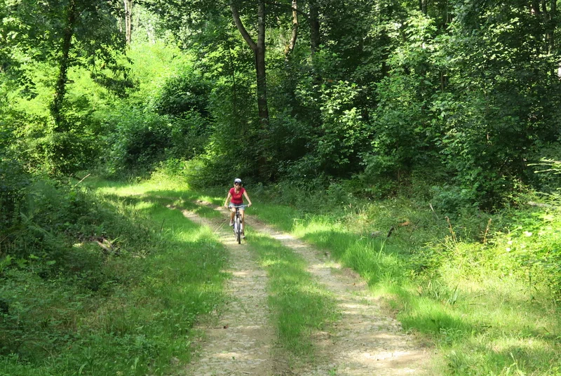 VTT VTT N°71 - Le Bois de Saint-Pée — Oloron-Sainte-Marie