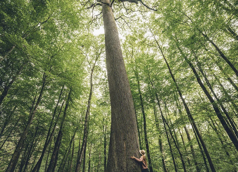 Randonnée Le chêne de l'Ecole, Le Perche - Randonnée à pied — Belforêt-en-Perche