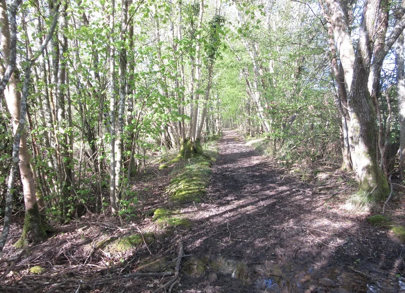 Randonnée Chemins de résistance en Ecouves - Randonnée à pied · Le Cercueil