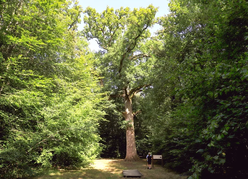 Randonnée Le Rocher Broutin, Bagnoles de l'Orne - Randonnée à pied — Bagnoles-de-l'Orne