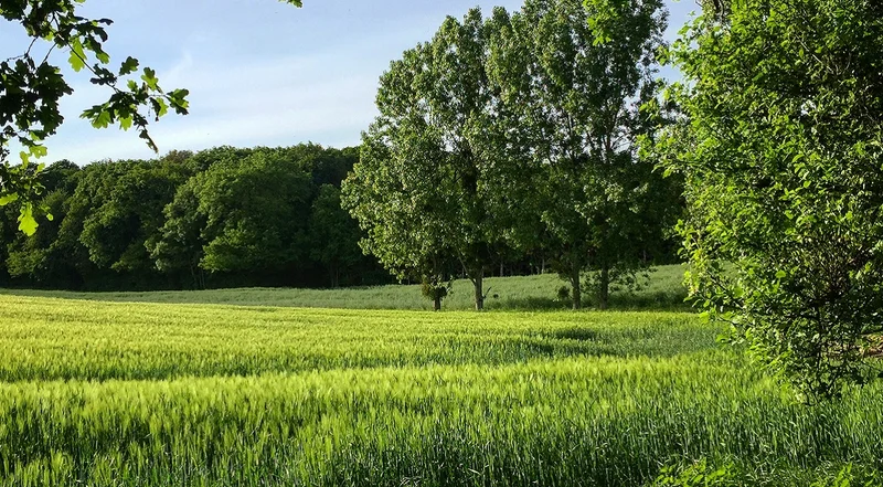 Randonnée Autour du bois de Saint Georges - Randonnée à pied dans le Perche — Rémalard en Perche