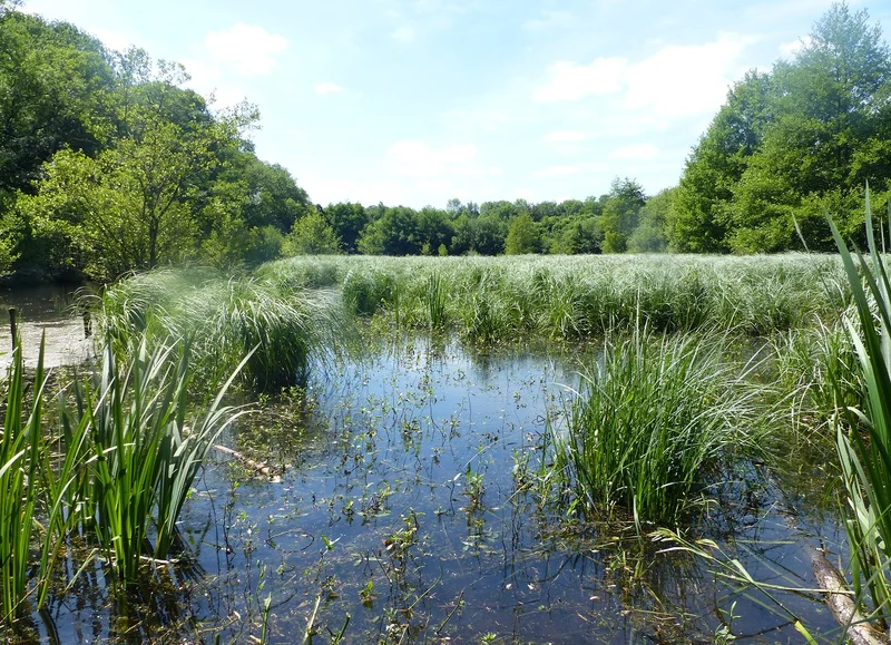 Randonnée Sentier de l'Etang du Perron · Saint-Gervais-du-Perron
