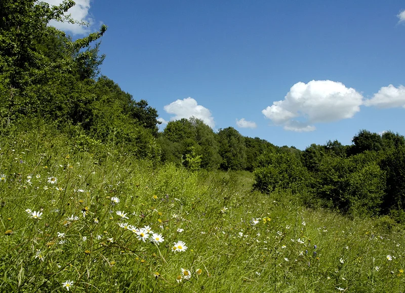 Randonnée Sentier du Coteau de la butte · Courménil