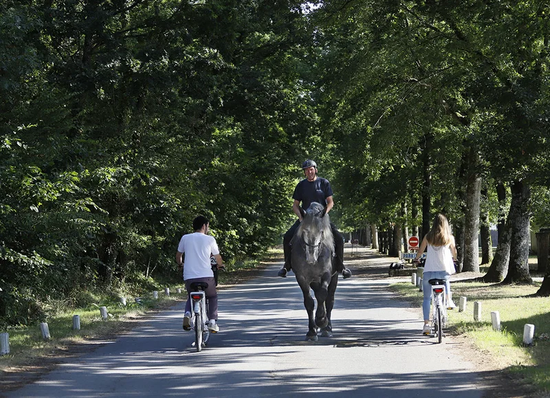 Vélo de route Haras du Pin - Chambois à vélo · Le Pin-au-Haras