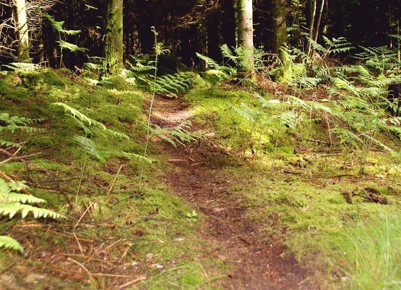 Trail 01 Les Petits Bois - Station de Trail® du Massif d'Ecouves — Écouves