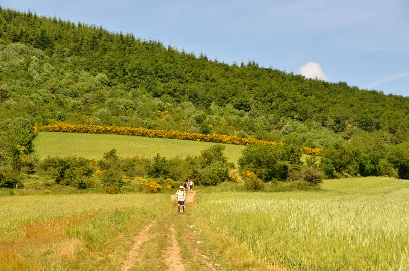 Randonnée Sentier des Batraciens - Farnay n° 1 — Farnay