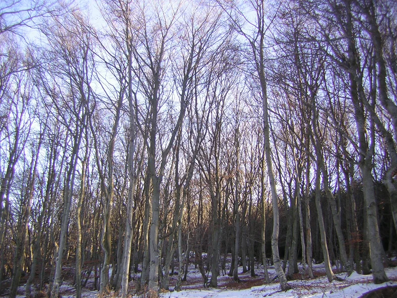 Randonnée Le Chemin de Grange-Rouet - Pavezin n° 1 — Pavezin