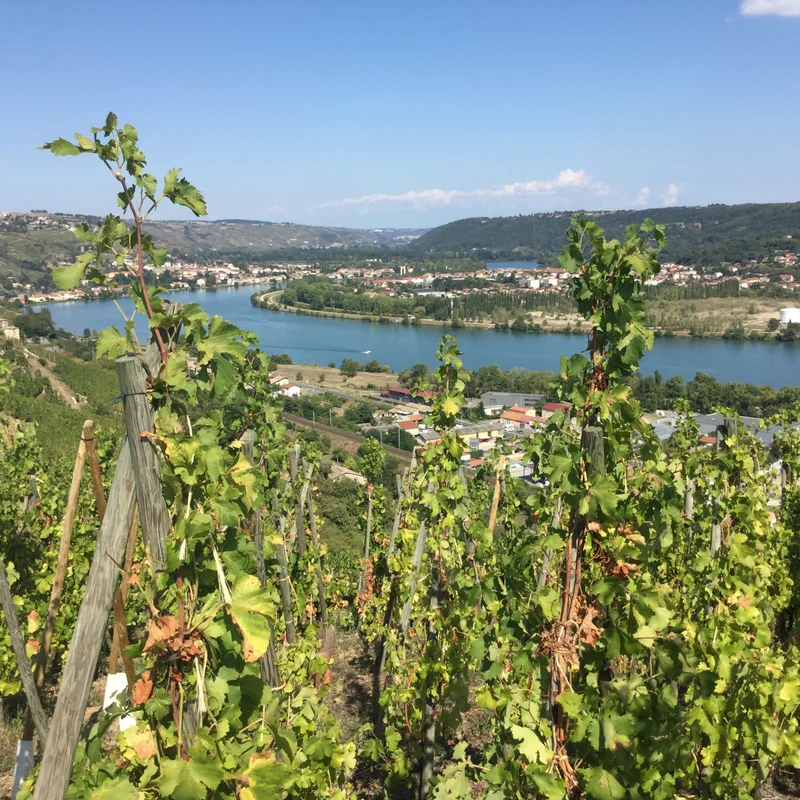 Randonnée Les Côteaux - Grande boucle - Saint-Michel n°1 — Saint-Michel-sur-Rhône