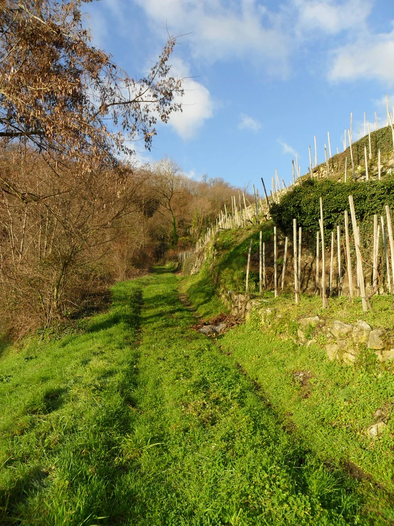 Randonnée Le Plateau - Petite boucle - Saint-Michel n°2 — Saint-Michel-sur-Rhône