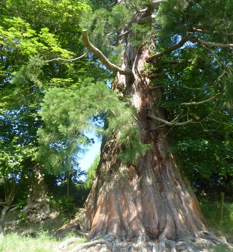 Randonnée Le sentier forestier - Jonzieux n°2 — Jonzieux