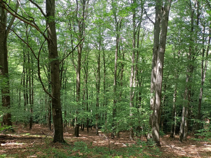Randonnée Sur les hauteurs du Pays bourguisan - sentier n° 2 — Bourg-Argental