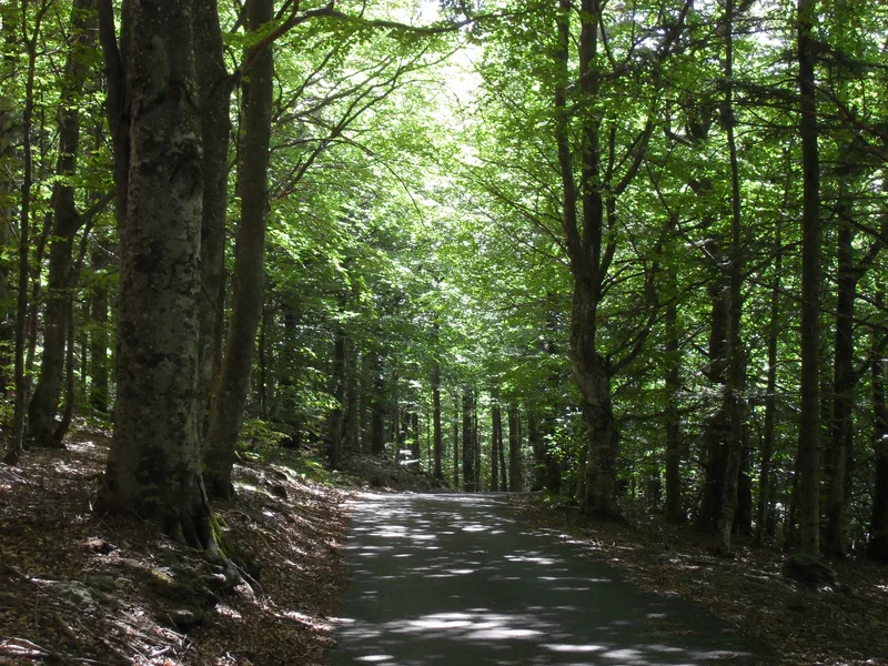 Randonnée Bois de Couroules - Véranne n° 2 — Véranne