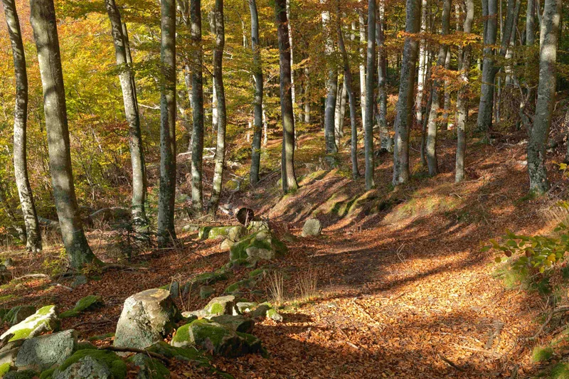 VTT VTT n°13 - Tour du Mont Ministre - Difficulté vert (VTTAE vert) — Pavezin