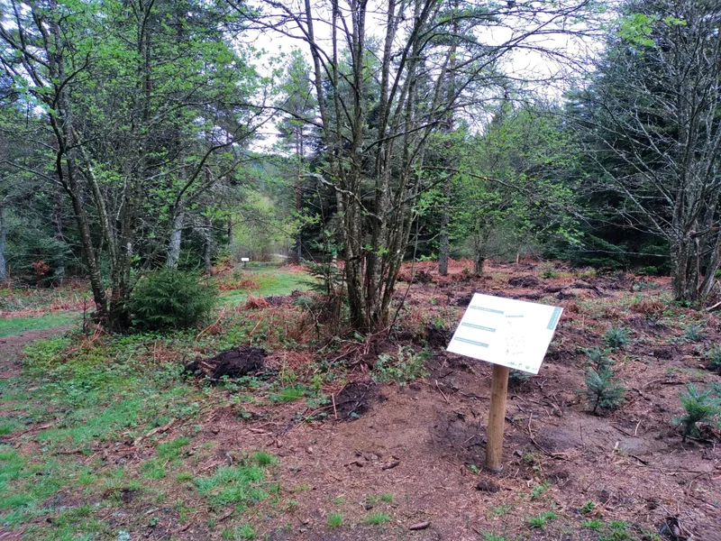Randonnée Les Vernels - Sentier d'interprétation · Planfoy