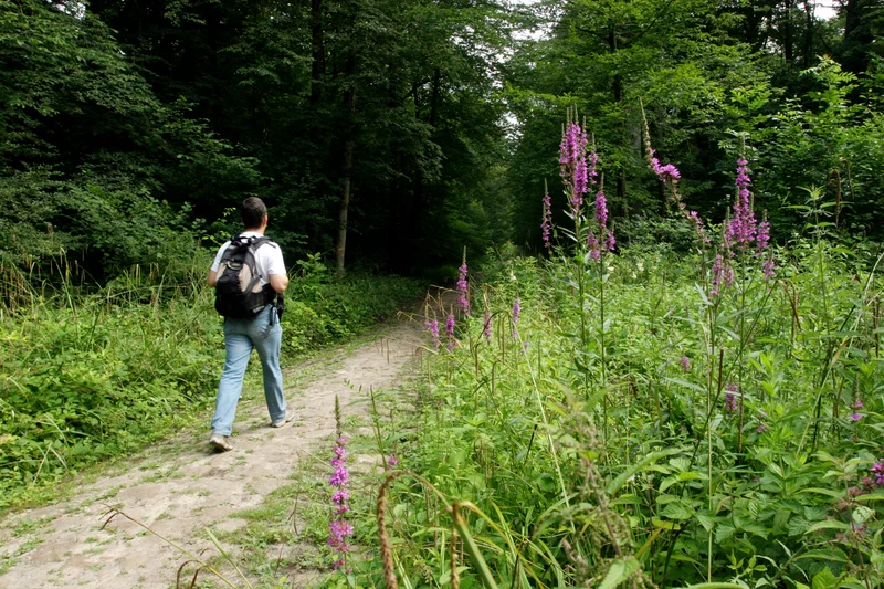 Randonnée Dans la forêt des moines — Montgrésin