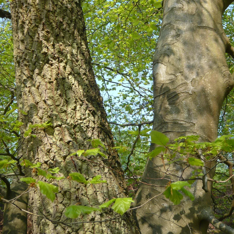 Randonnée En forêt de Pontarmé — Thiers-sur-Thève