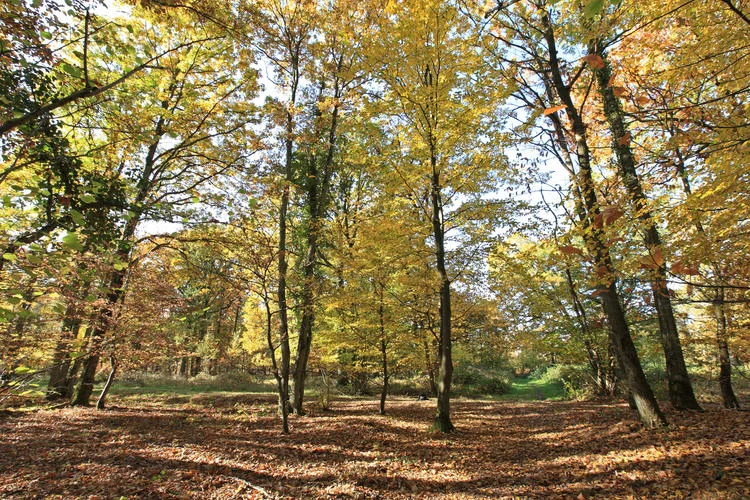 Randonnée La petite balade en forêt — Clairefontaine-en-Yvelines