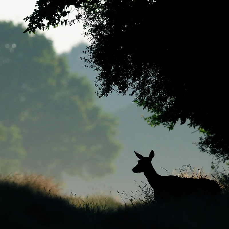Randonnée Sur les traces de la faune sauvage — La Celle-les-Bordes