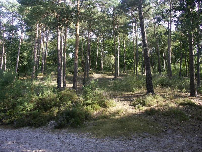 Randonnée Forêt d’Ermenonville, en forêt des abbayes — Fontaine-Chaalis