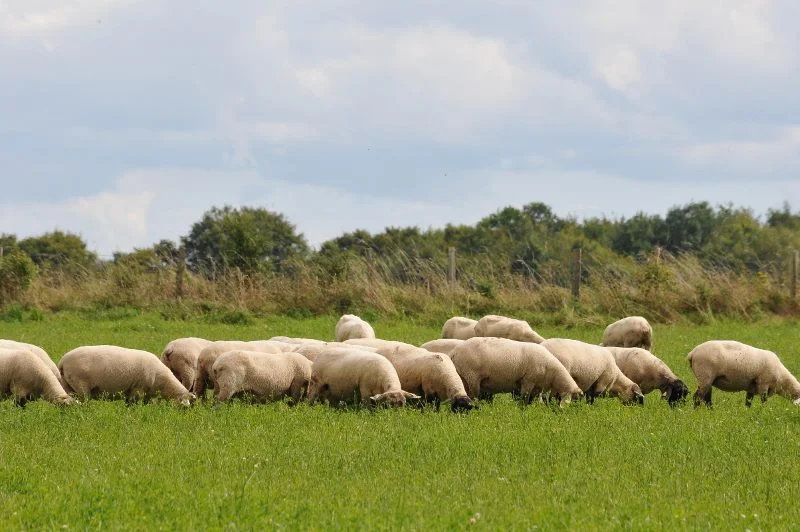 Randonnée B5 - La Bergerie — Chaussy