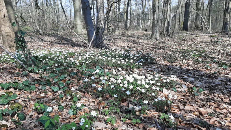 Randonnée Petite boucle en forêt de Chantilly — Chantilly