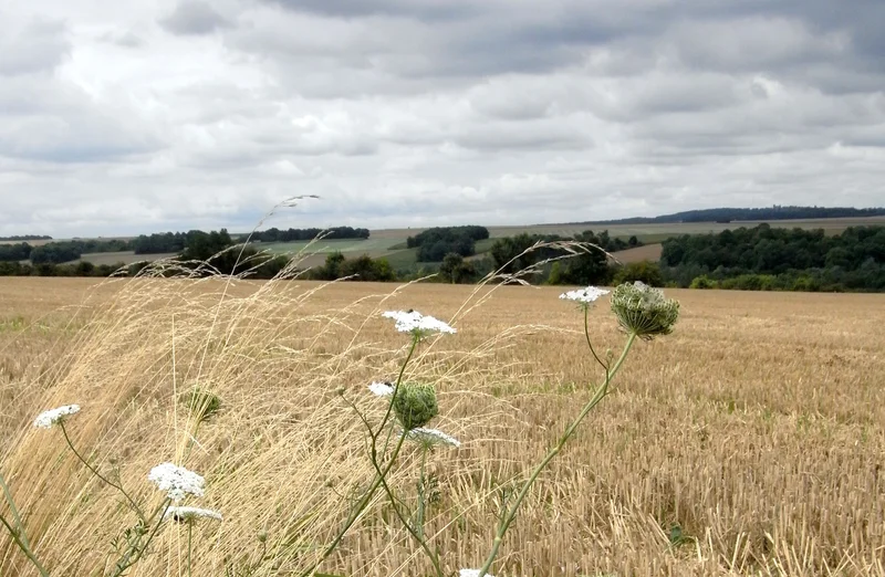 Randonnée V10 - Le chemin de la queue de l'étang — Magny-en-Vexin