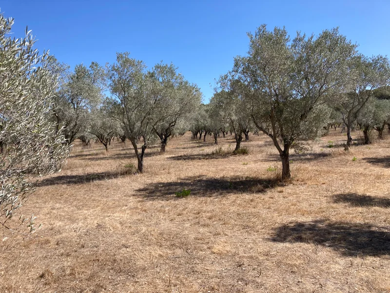 Randonnée Porquerolles - Circuit court COPAINS · Hyères