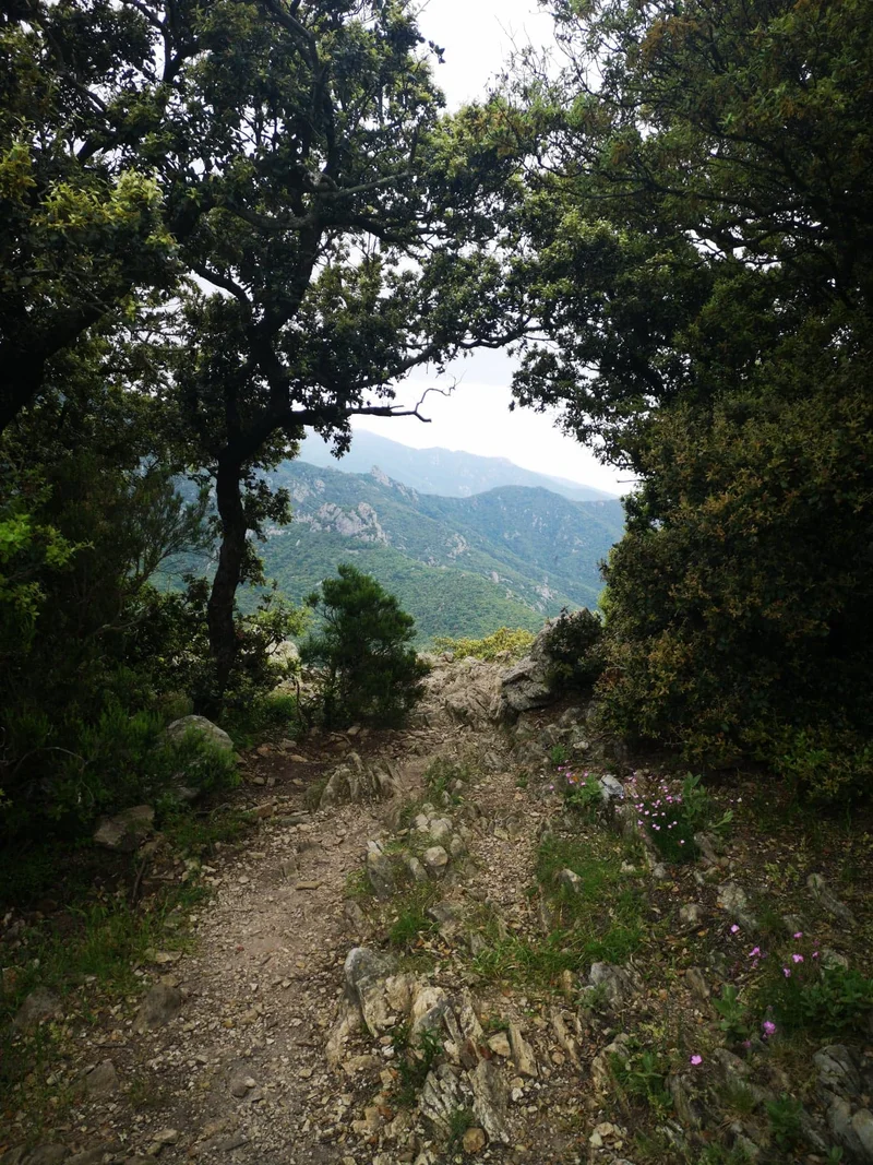 Randonnée Lavail -Tour de la Massane — Sorède