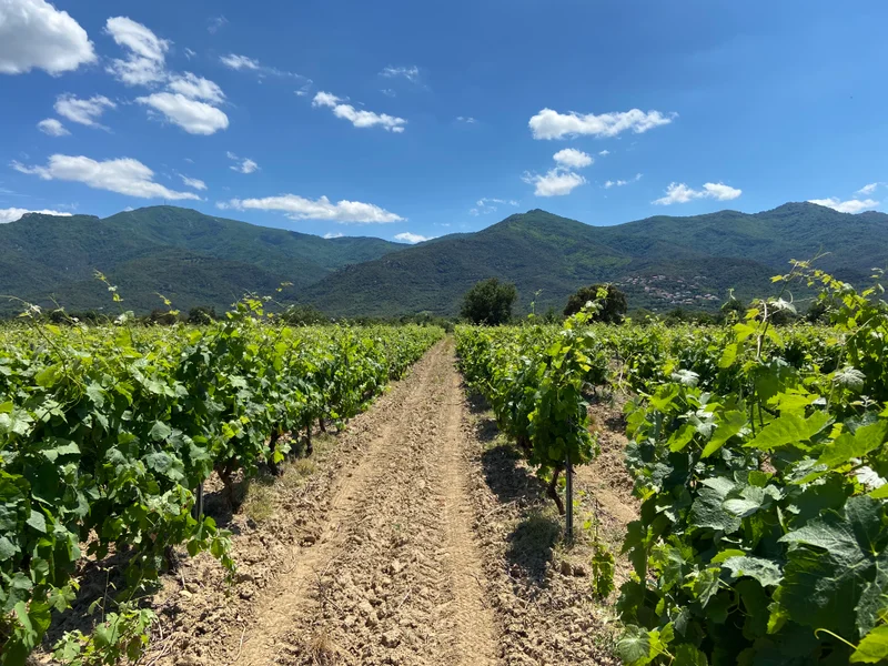 Vélo de route A deux roues dans les vignes — Elne