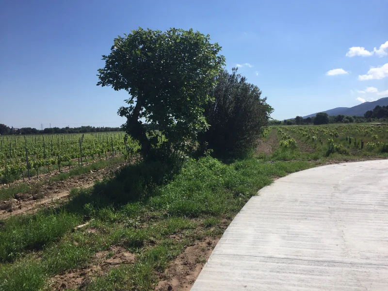 Vélo de route Mairie de Saint-André-EV8 Sorède — Saint-André