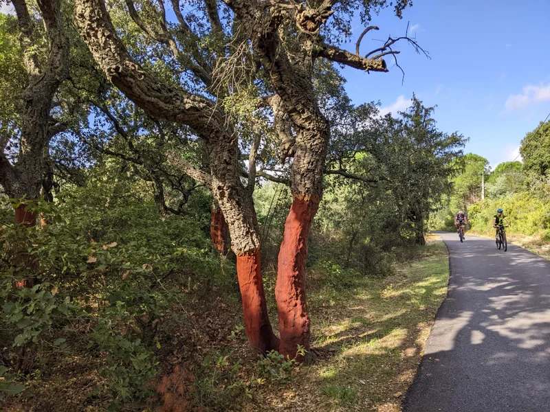 Vélo de route EUROVELO 8 (en direction des Albères -> Le Boulou) — Argelès-sur-Mer