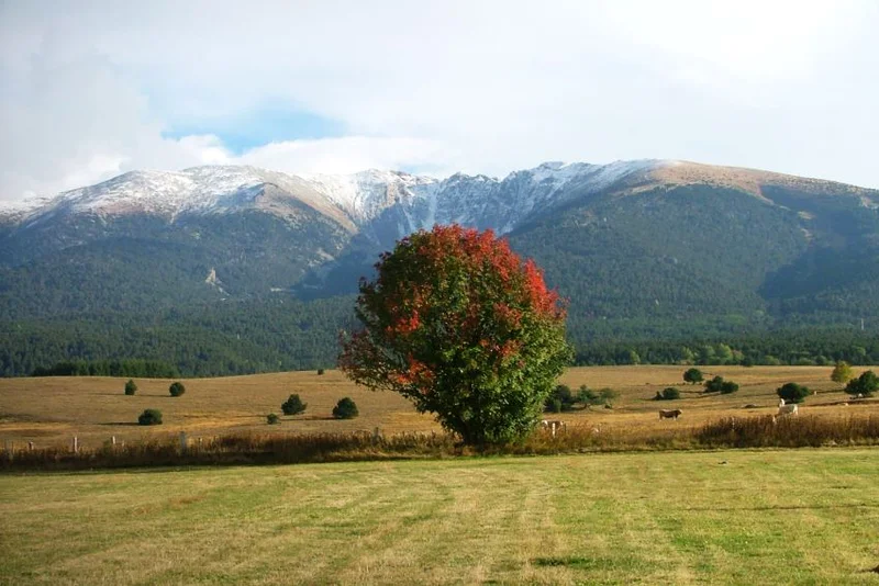 Randonnée Les Arbres du Haut-Conflent (PR5) — Planès