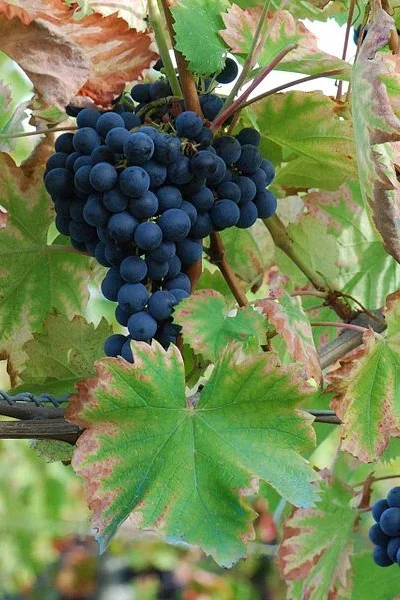 Randonnée Les Coteaux de Terrats — Terrats