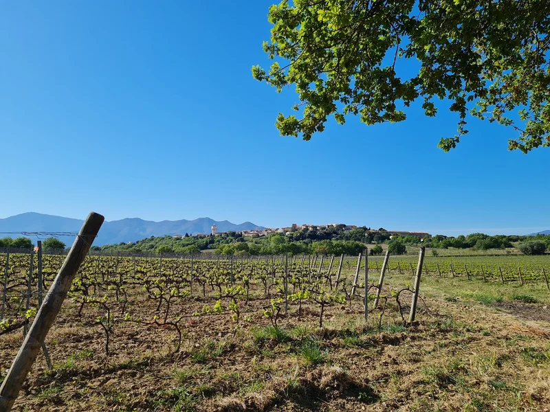Randonnée El Cami de Banyuls dels Aspres — Banyuls-dels-Aspres